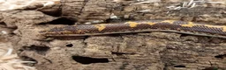 Boa Snake reptiles for sale: Beautiful, Juvenile, Captive-Bred Kenyan Sand Boas - Advert 11