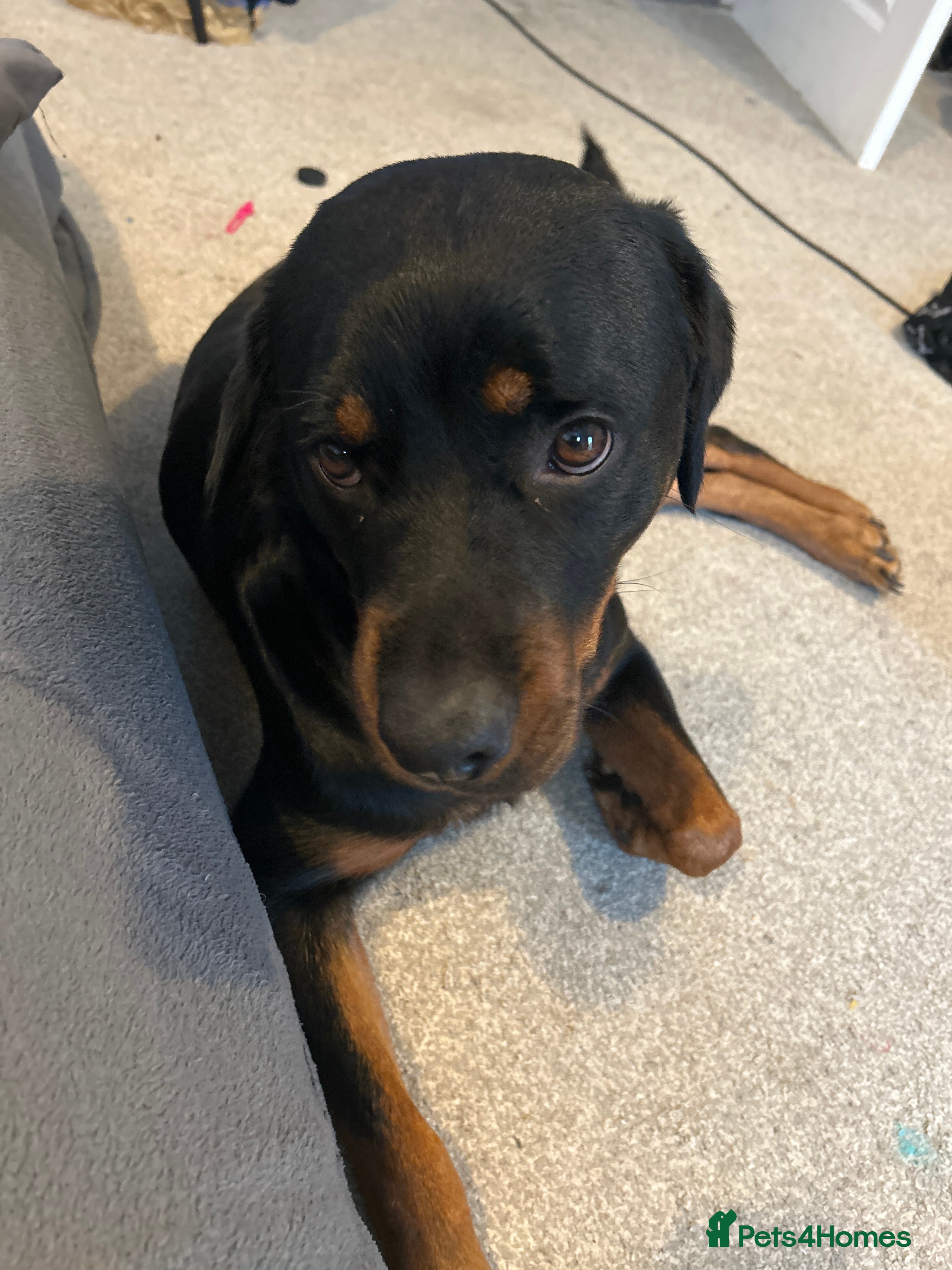 Mixed Breed dogs Rottweiler  - Advert 1