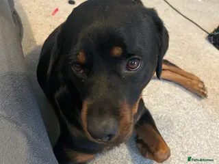 Mixed Breed dogs Rottweiler - Advert 1