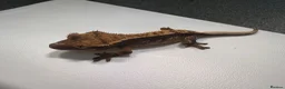 Gecko reptiles for sale: Various Crested geckos  - Advert 5