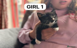 British Shorthair cats for sale: Friendly and beautiful kittens - ready now  - Image 6