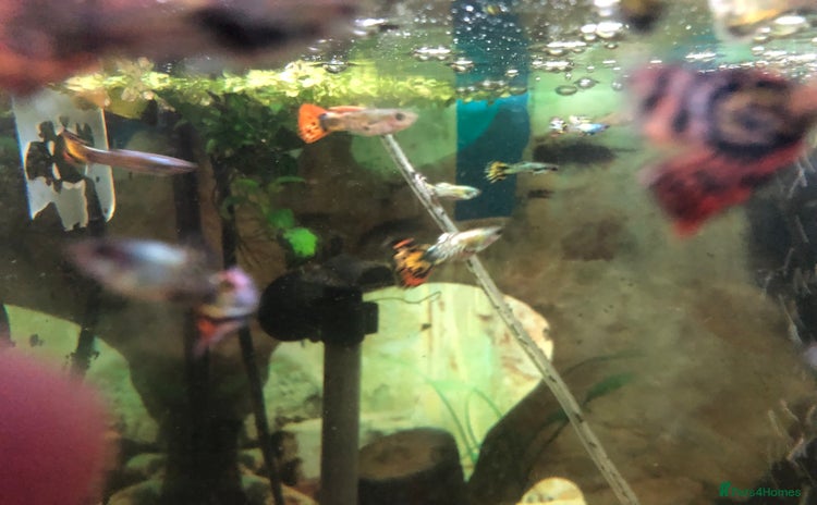 Other/Mixed Breed fish - Advert 3