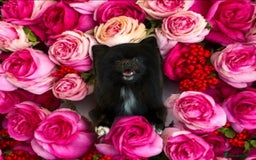 Pomeranian dogs for sale: Beautiful mix of Russian/Chi Tien Pomeranian Pups - Image 10