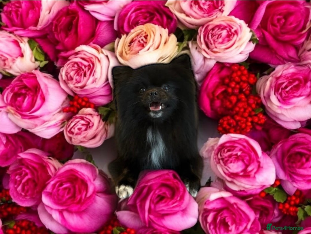 Pomeranian dogs for sale: Beautiful mix of Russian/Chi Tien Pomeranian Pups - Image 10