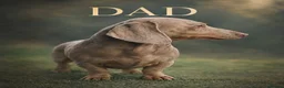 Miniature Dachshund dogs for sale: Miniature Dashounds puppy’s  - Advert 2