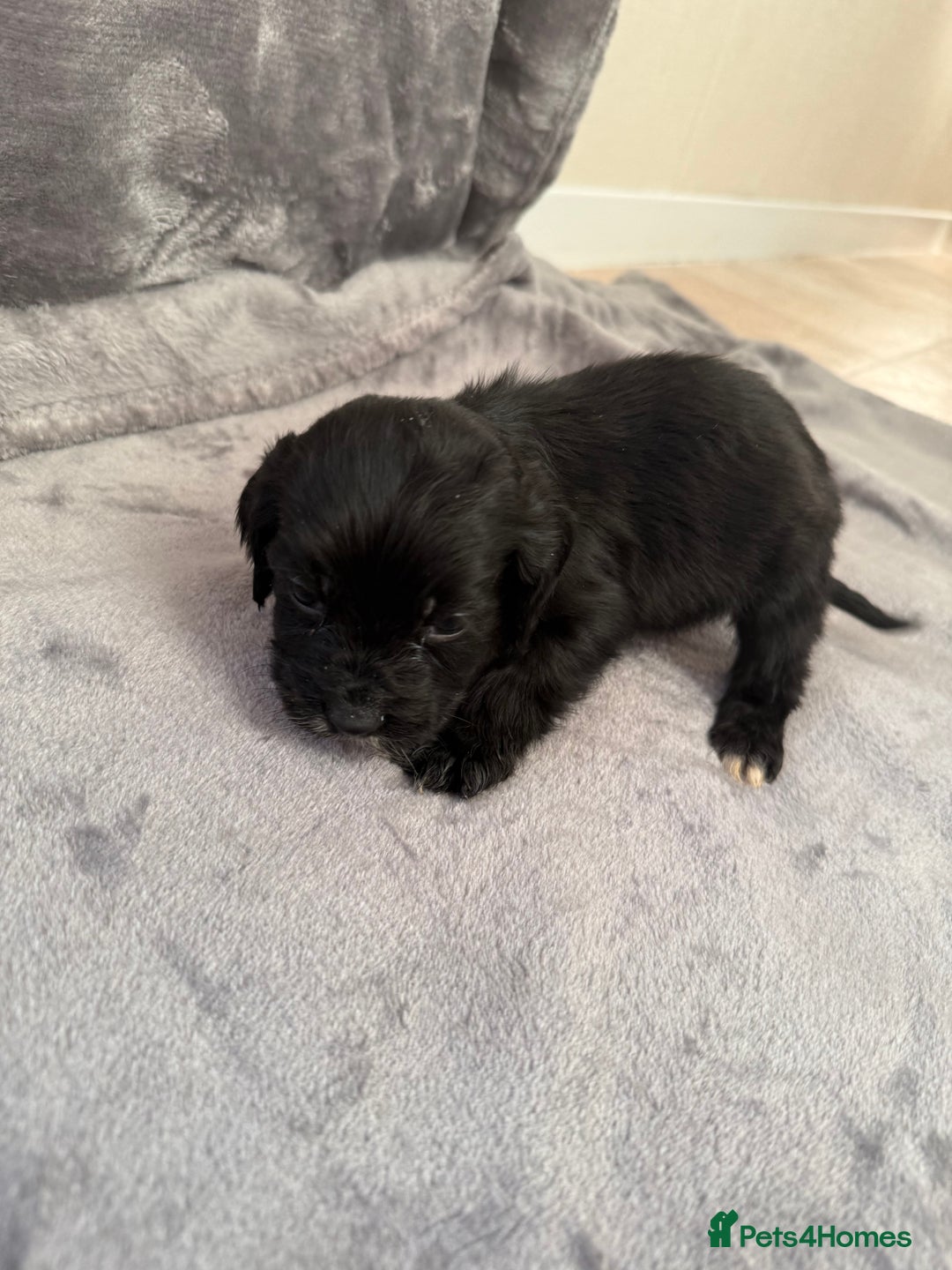 Cocker Spaniel dogs for sale: Cocker spaniel pups  - Advert 5