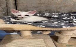 Turkish Van cats for sale: Leyla - Turkish Van Cat - Image 2