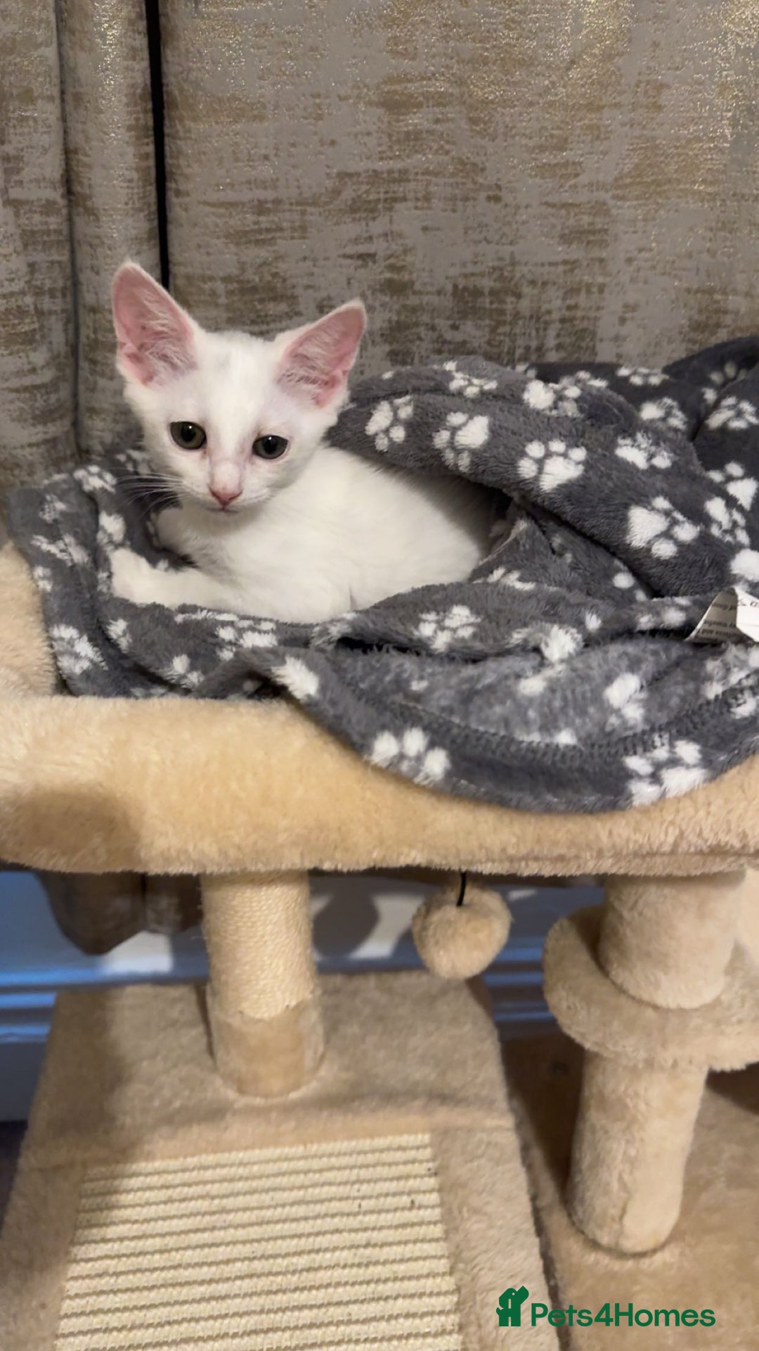 Turkish Van cats for sale: Leyla - Turkish Van Cat - Image 2