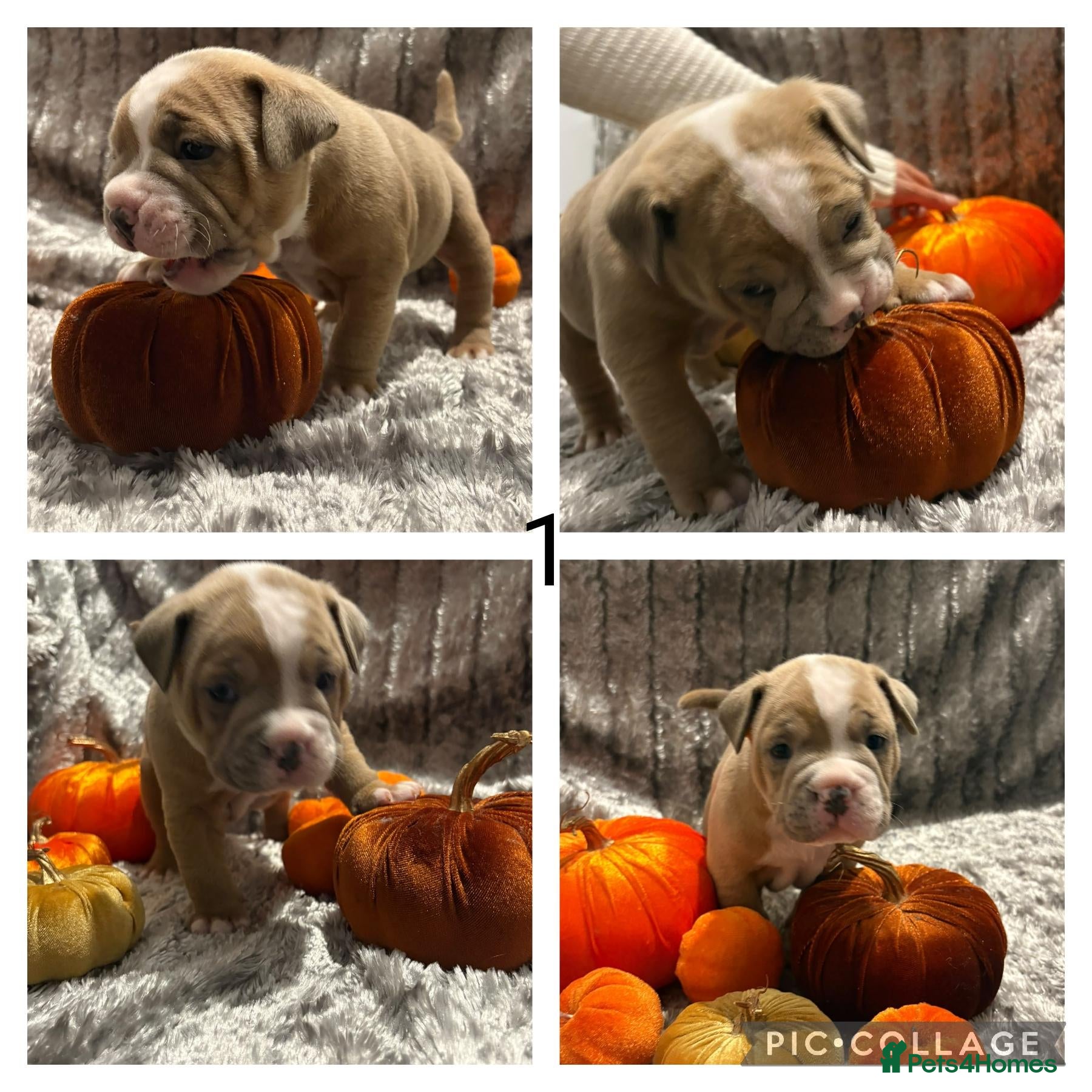 Mixed Breed dogs for sale: Beautiful staffy cross classic bully pups! - Advert 2