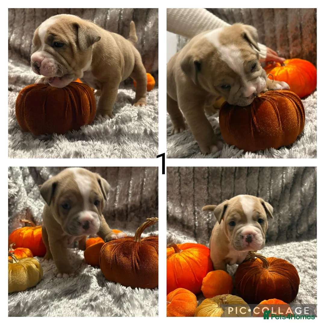 Mixed Breed dogs for sale: Beautiful staffy cross classic bully pups! - Advert 2