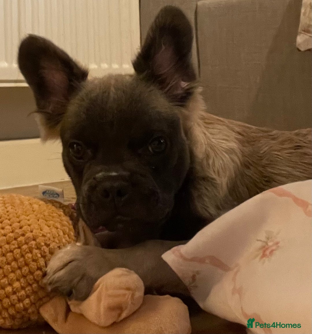 French Bulldog dogs for sale: Fluffy puppy  - Image 7