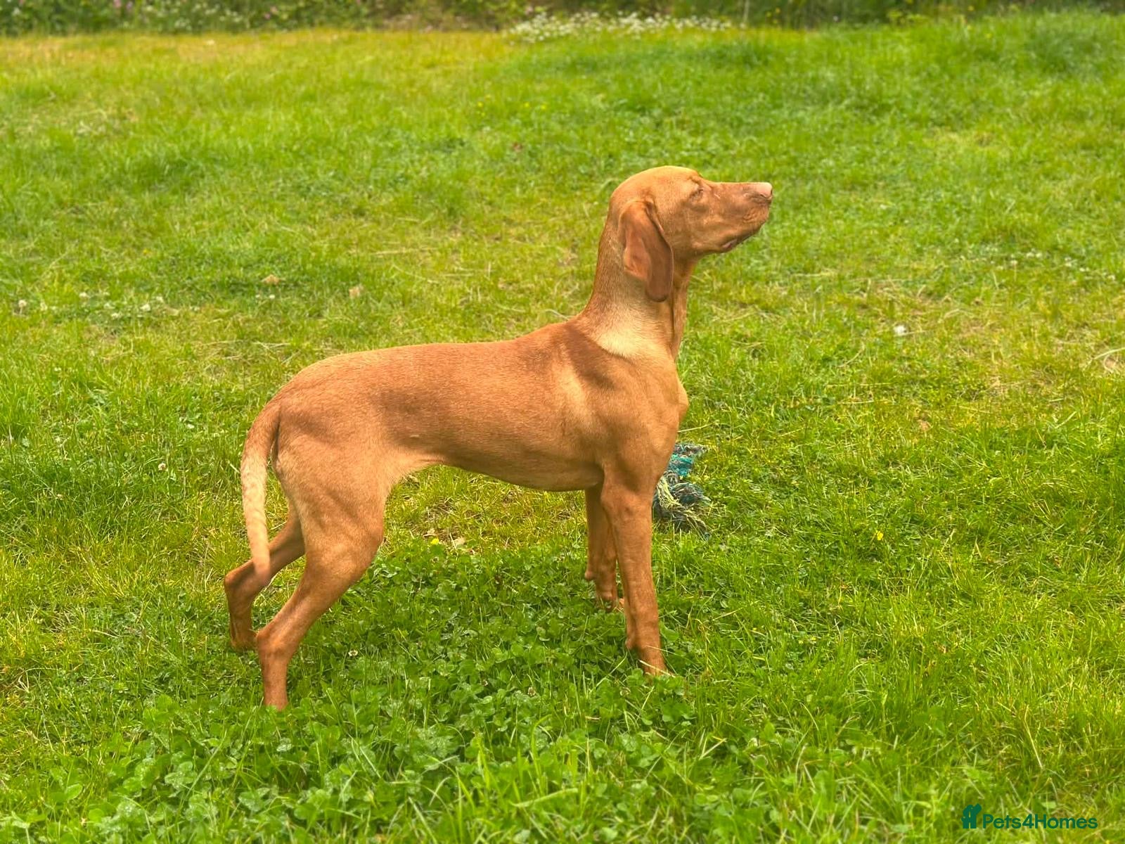 Hungarian Vizsla dogs Beautiful Hungarian Vizsla Bitch - Advert 1