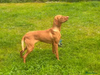 Hungarian Vizsla dogs Beautiful Hungarian Vizsla Bitch - Advert 1