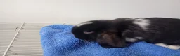Mini Lop rabbits for sale: Gorgeous female mini lop to reserve in Glasgow - Advert 5