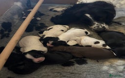 Sprocker dogs for sale: SPROCKER PUPPIES FOR SALE - Image 17