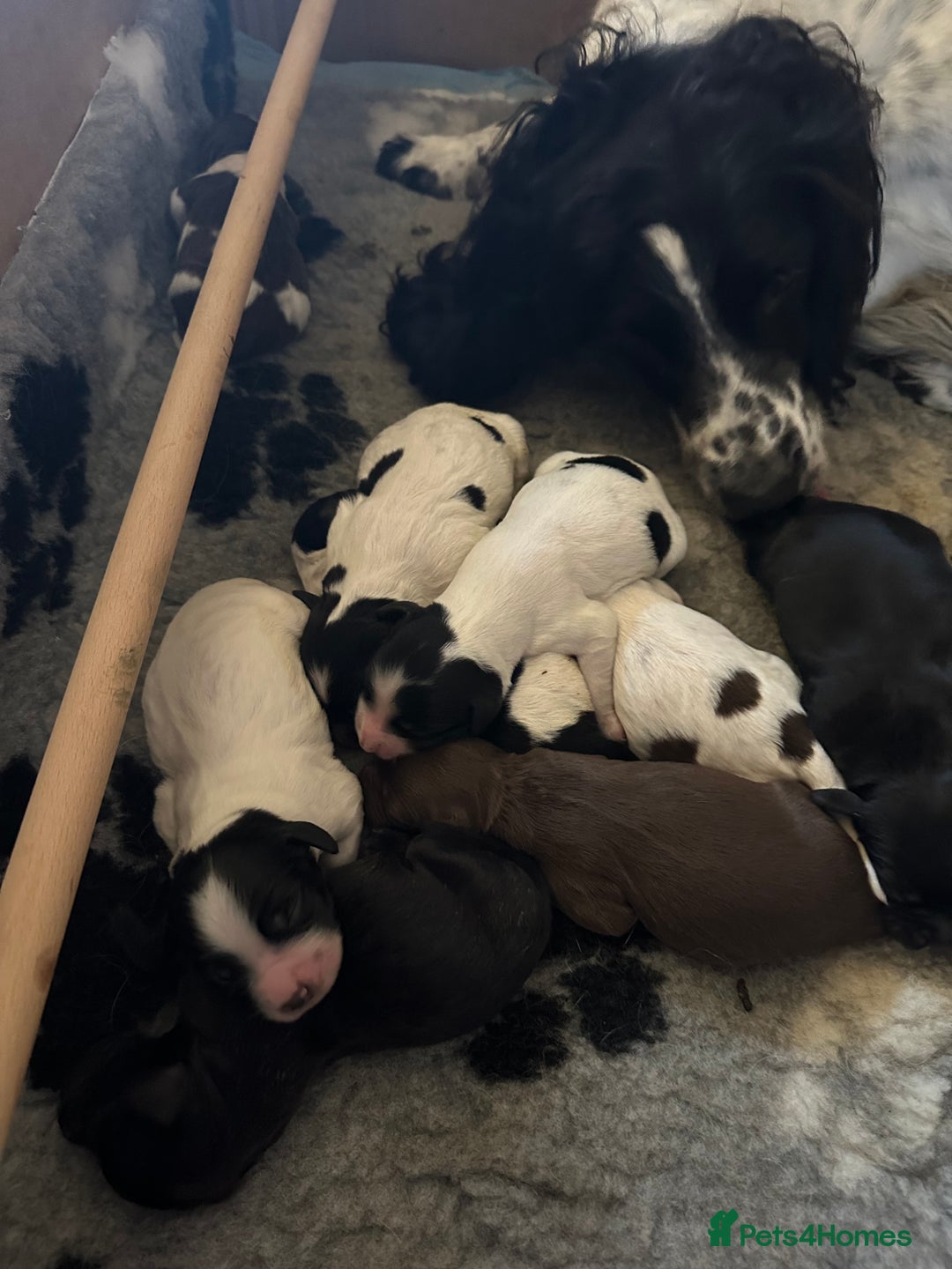 Sprocker dogs for sale: SPROCKER PUPPIES FOR SALE - Image 17