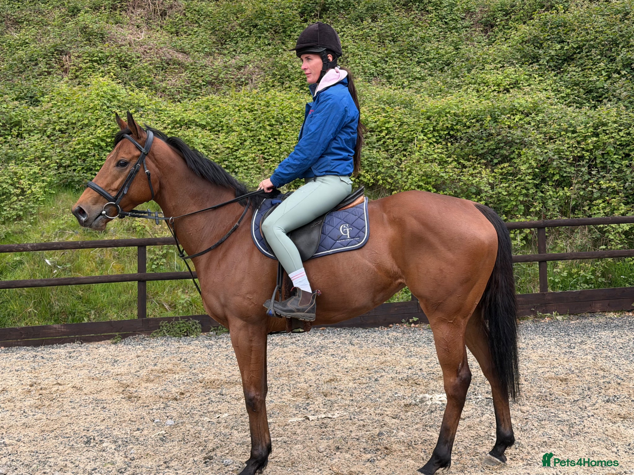 English Thoroughbred horses Lizzie The Yard Legend  - Advert 1