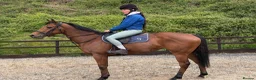 English Thoroughbred horses for sale: Lizzie The Yard Legend  - Advert 1