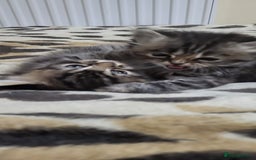 Siberian cats for sale: 9 beautiful Siberian kittens  - Image 7