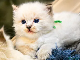 Ragdoll cats 🐾 TICA Beautiful Ragdoll Kittens - Seal Tabby 🐾 - Advert 4