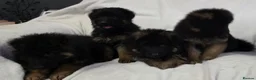 German Shepherd dogs for sale: Gorgeous German Shepherd Puppies For Sale - Advert 13