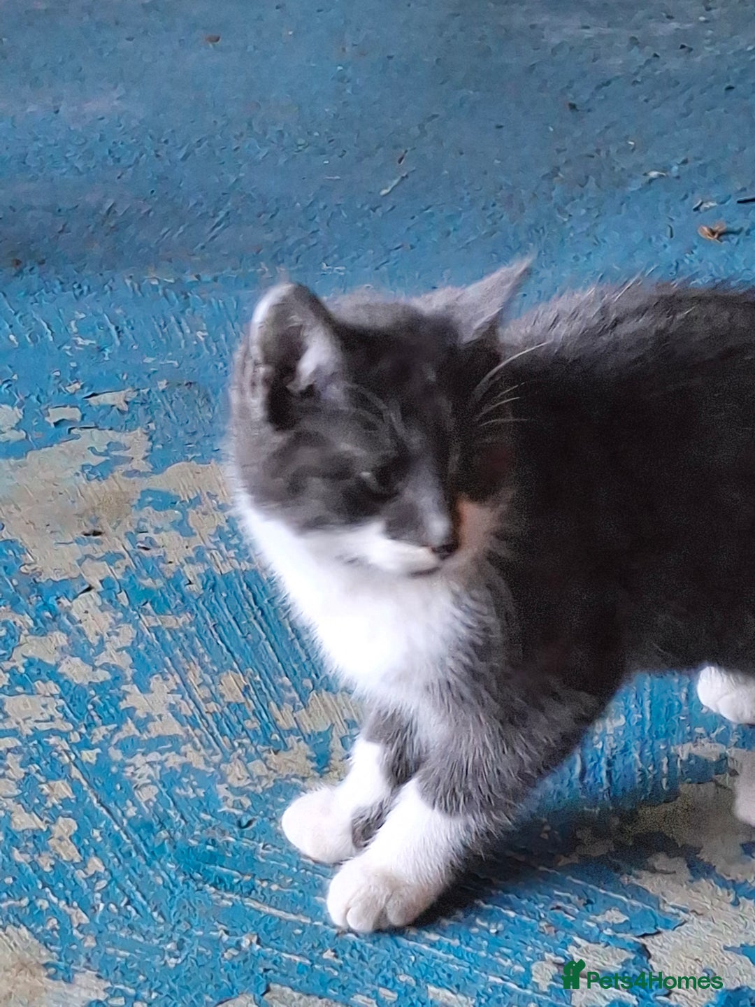 Mixed Breed cats for sale: Grey kittens  - Advert 14