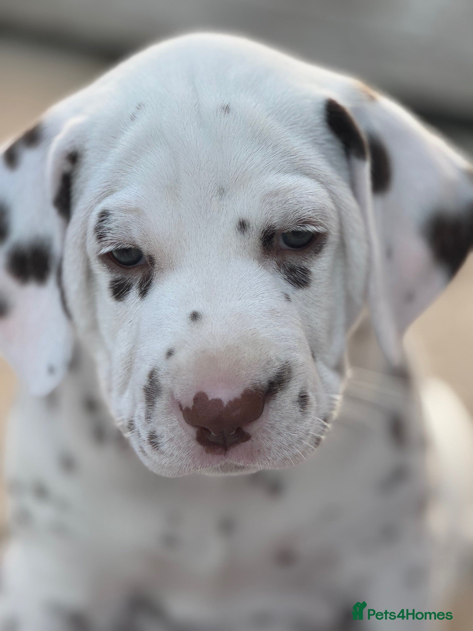 Dalmatian dogs Tamilanda Dalmatian's  - Advert 5