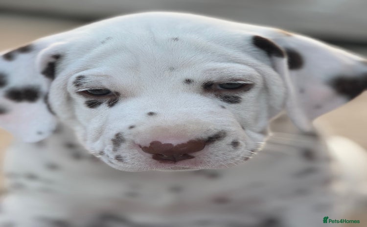 Dalmatian dogs - Advert 7