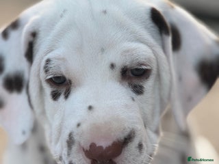 Dalmatian dogs Tamilanda Dalmatian's - Advert 12