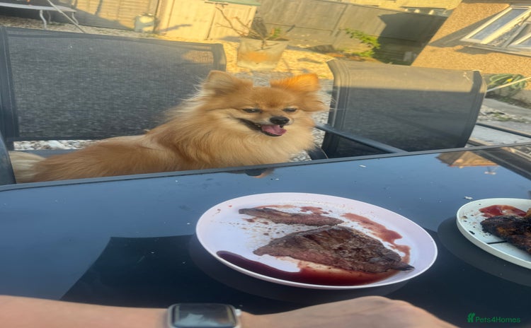 Pomeranian dogs - Advert 2