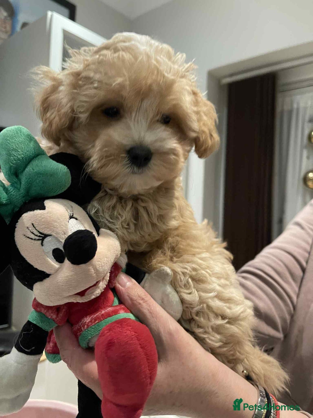 Maltipoo dogs for sale: Maltipoo girl puppy for sale  - Advert 7
