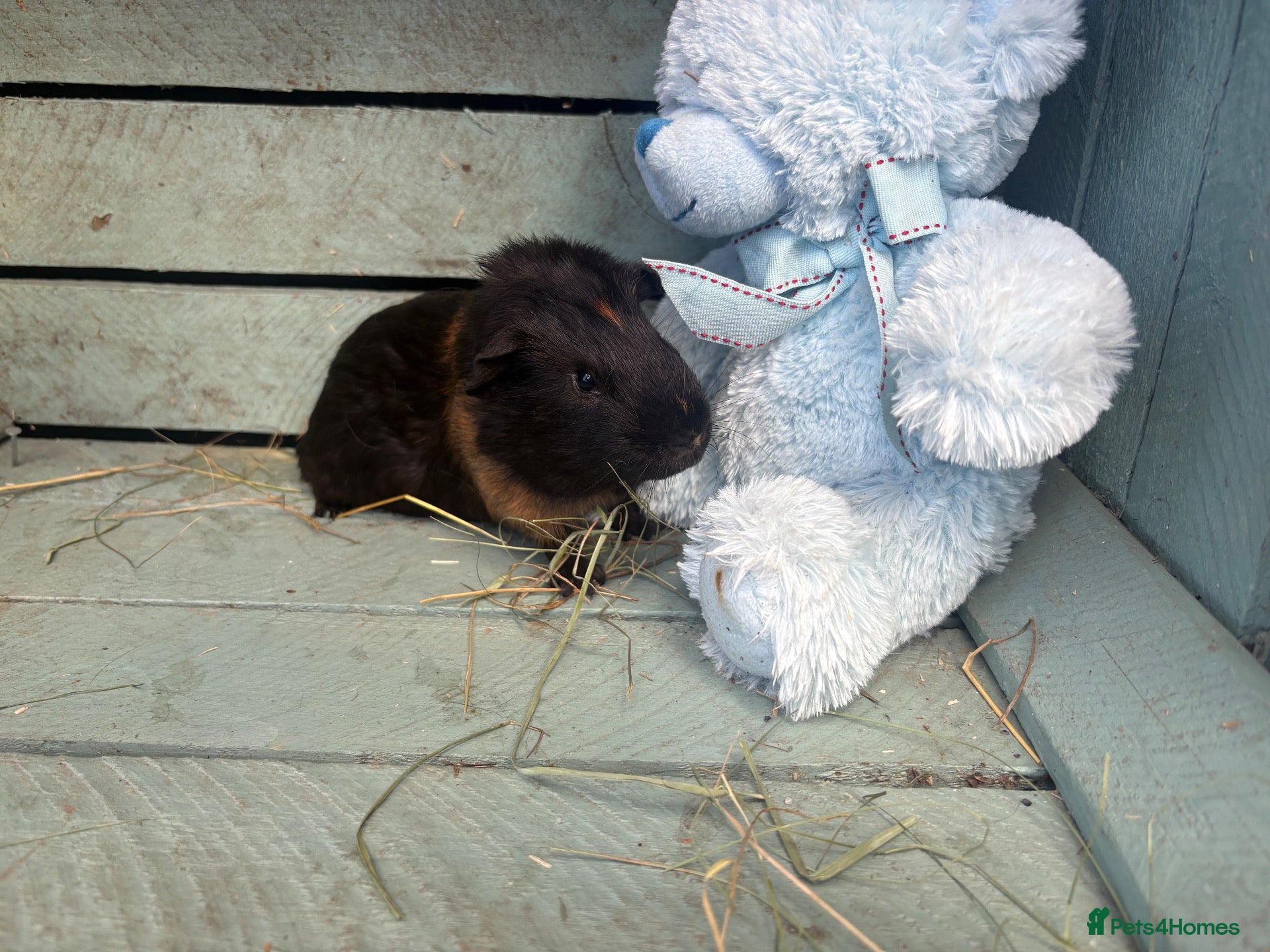 Guinea Pig rodents Please help rehome these boys - Advert 19