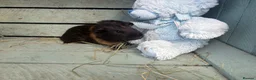 Guinea Pig rodents for sale: Please help rehome these boys - Advert 3