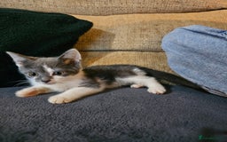 Mixed Breed cats for sale: Adorable kittens looking for their forever homes  - Image 3