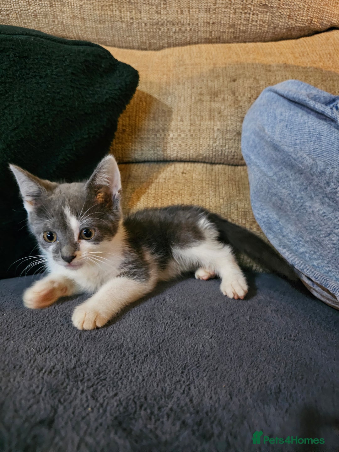 Mixed Breed cats for sale: Adorable kittens looking for their forever homes  - Image 3