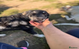 Mixed Breed dogs for adoption: GIZMO - a Lovely young boy for a Loving Home - Image 19