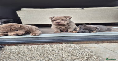 Mixed Breed dogs - Advert 7