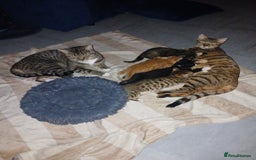 Bengal cats for sale: Half Bengal kittens - Image 10