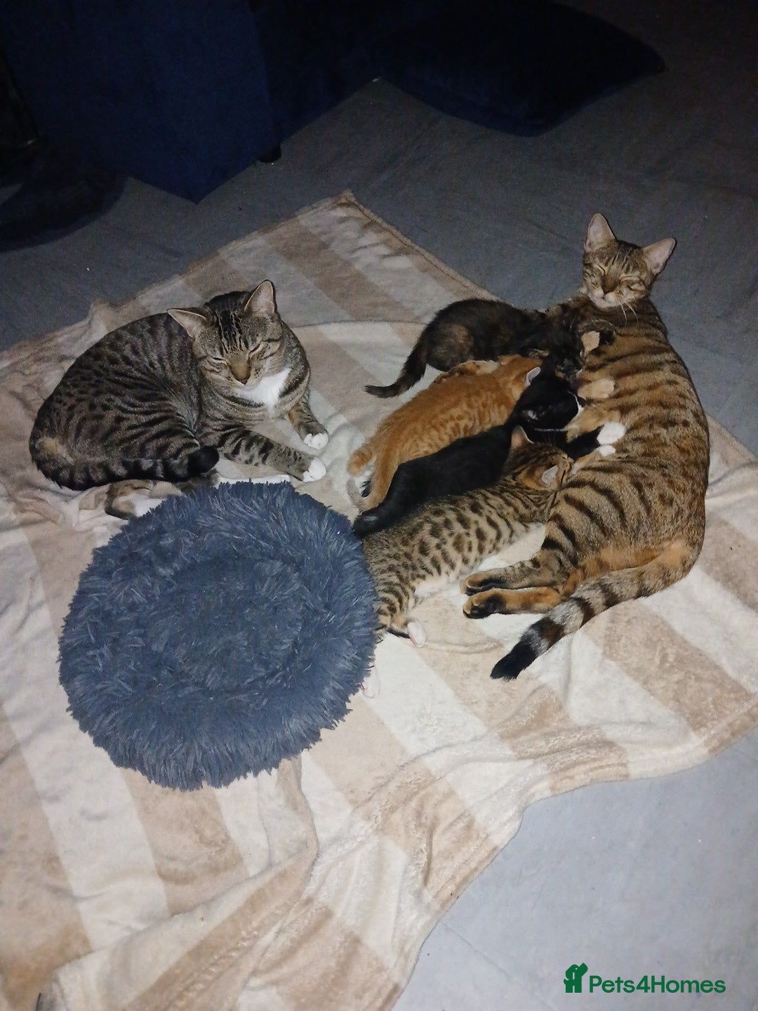 Bengal cats for sale: Half Bengal kittens - Image 10
