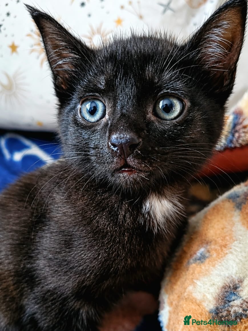Mixed Breed cats Cats looking for hause  - Advert 9