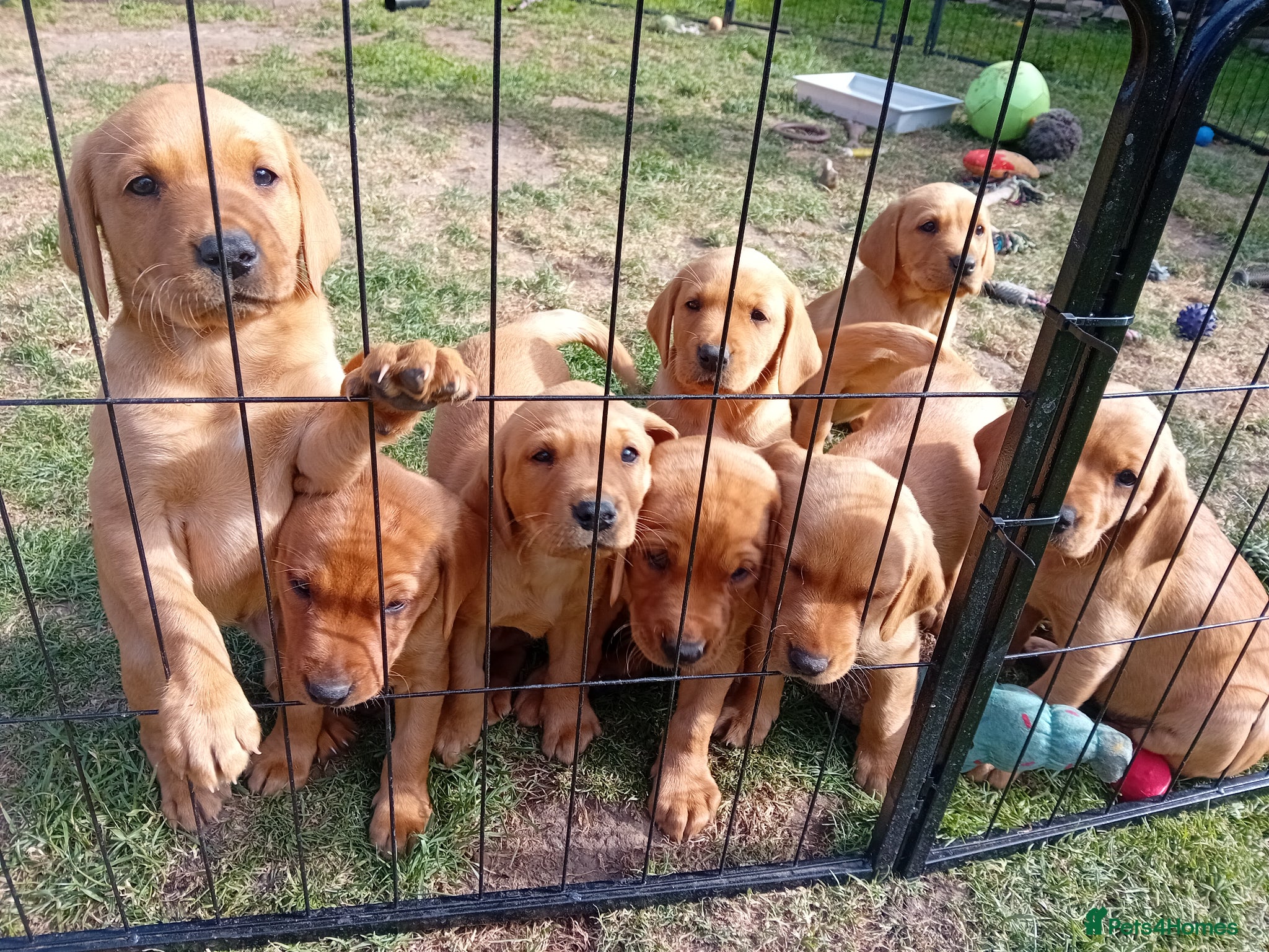 Labrador Retriever dogs Working Fox Red Lab Pups - Advert 11