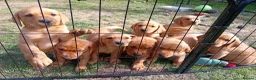 Labrador Retriever dogs for sale: Working Fox Red Lab Pups in King's Lynn - Advert 1