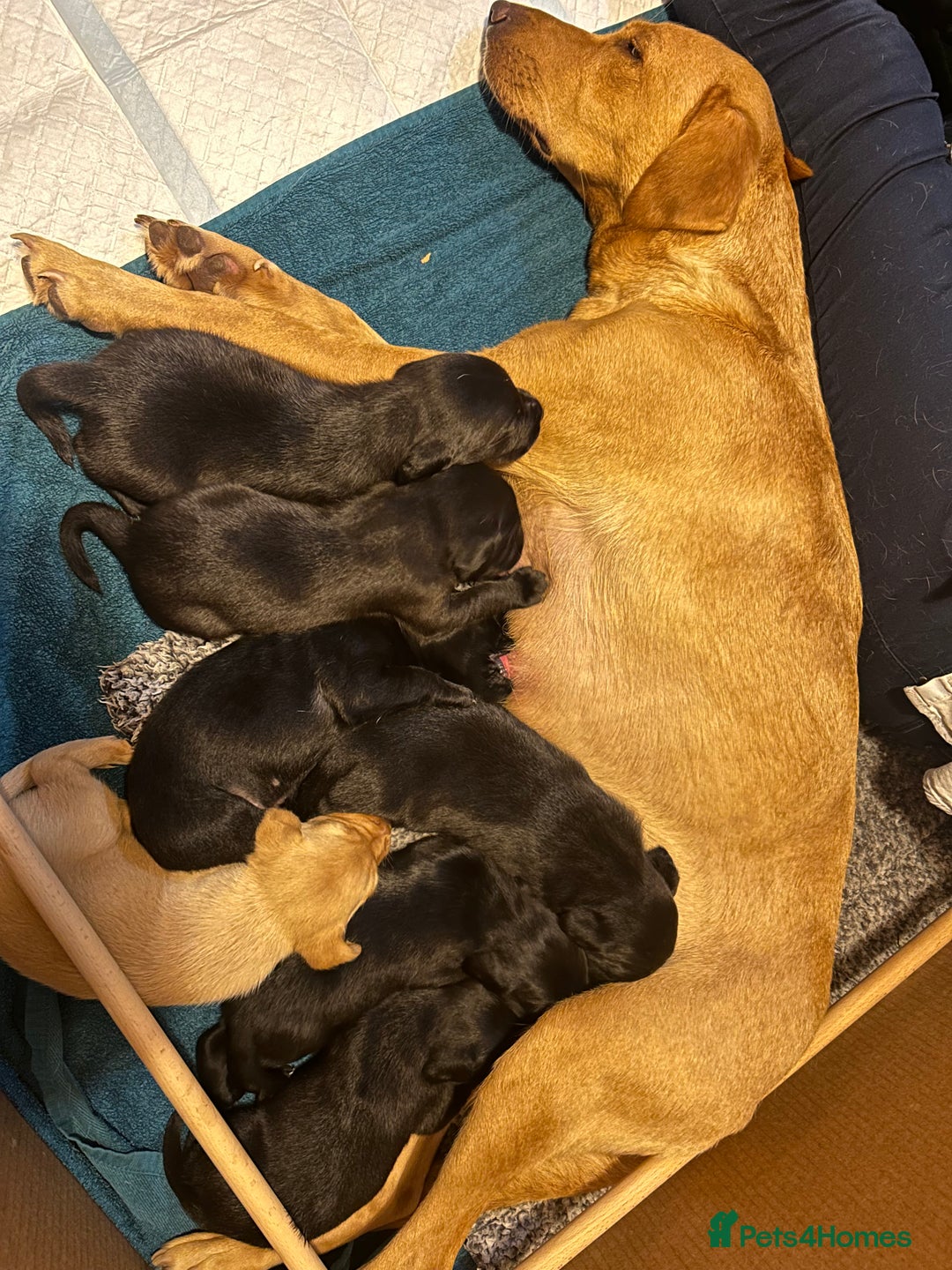 Labrador Retriever dogs for sale: Gorgeous family and working lab puppies - Image 4