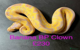 Python Snake reptiles for sale: Ball/royal pythons  - Image 7