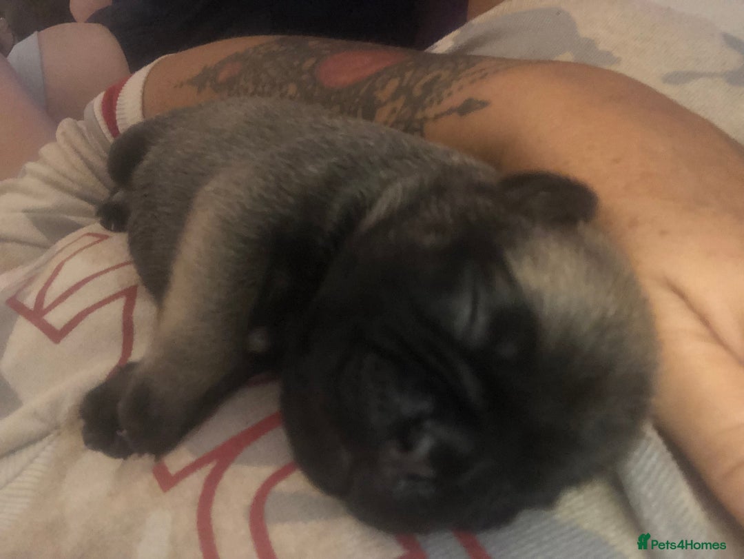 Pug dogs for sale: Pug puppies - Image 23