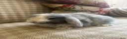 Mini Lop rabbits for sale: Gorgeous mini lops - Advert 34