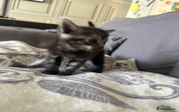 Bengal cats for sale: 4 beautiful part bengal kittens  - Image 18