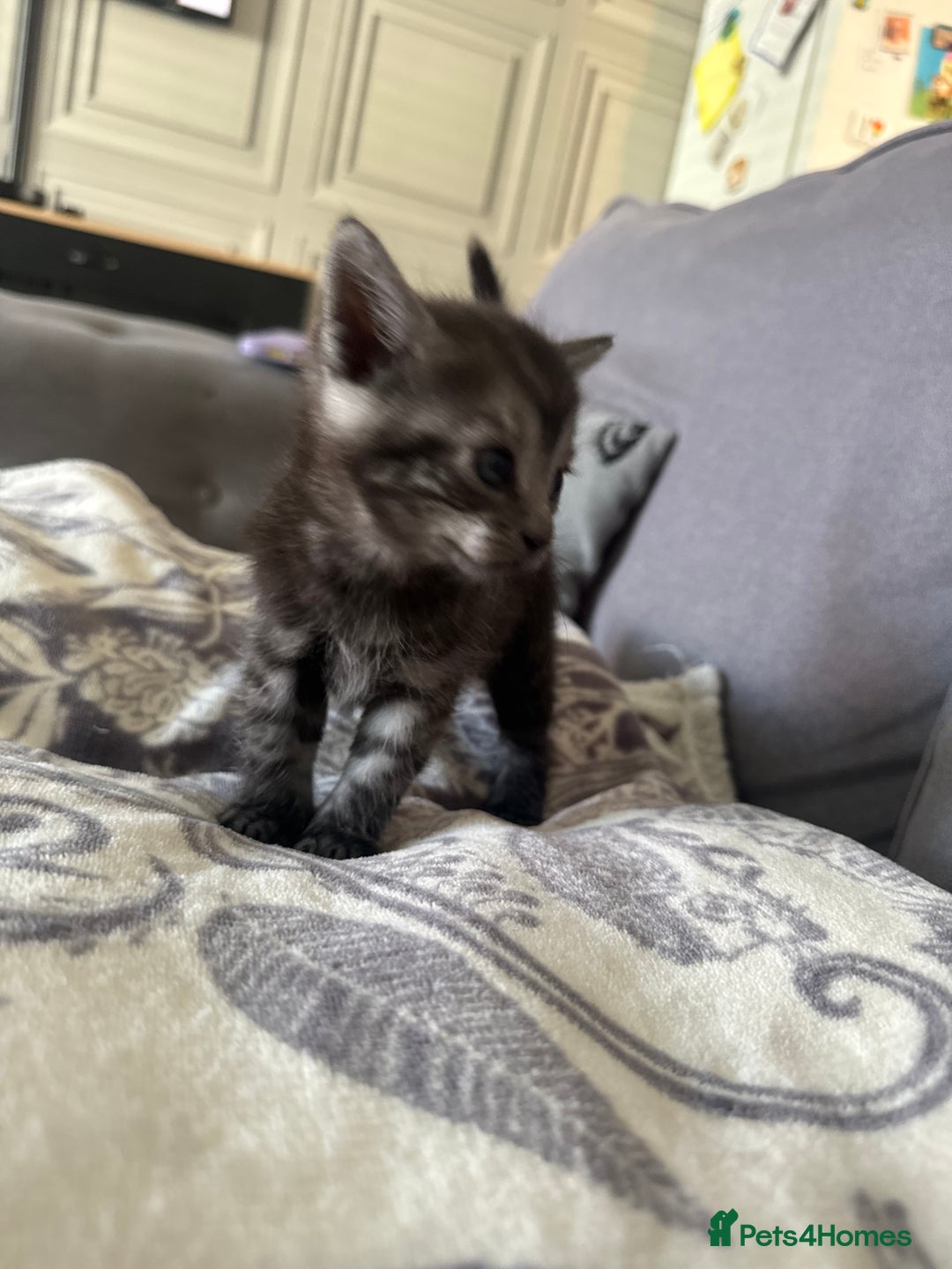 Bengal cats for sale: 4 beautiful part bengal kittens  - Image 18