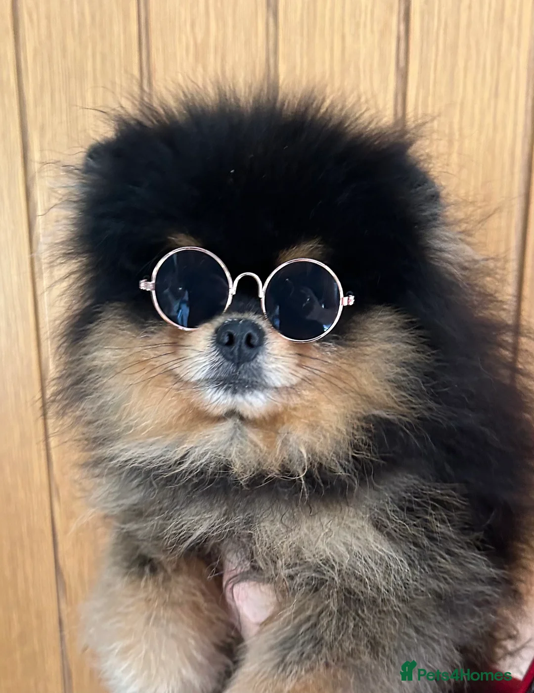 Pomeranian dogs for stud:  ** MALL  BLACK TAN BOY UNREAL KC REG in Pontefract - Advert 5