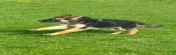 German Shepherd dogs for sale: German Shepard 9 month old puppy  - Advert 3